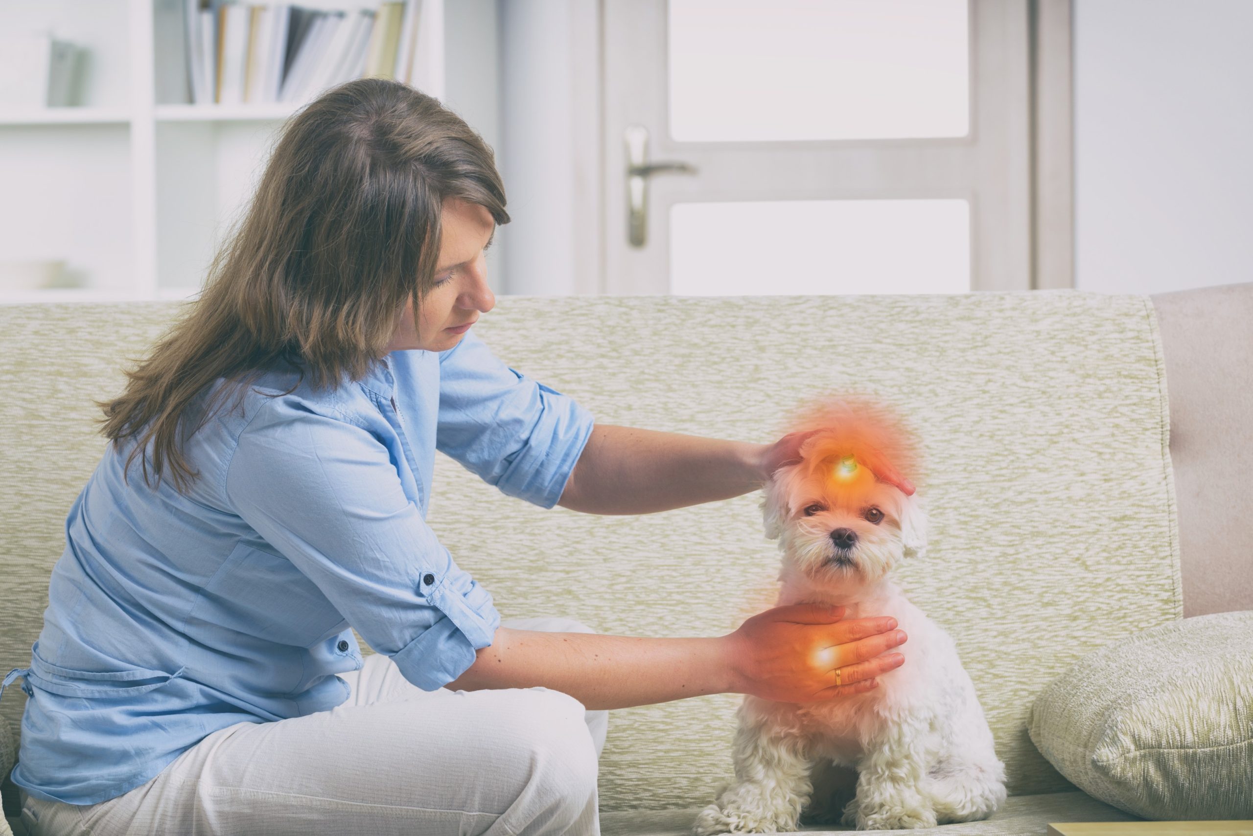 Dedicated to People and Pets
