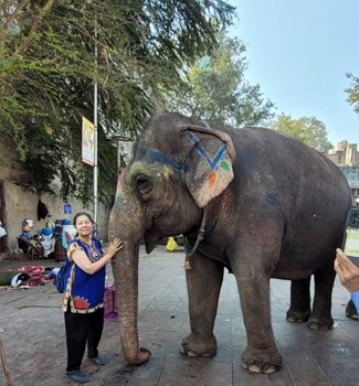 Healing Connection with Animals